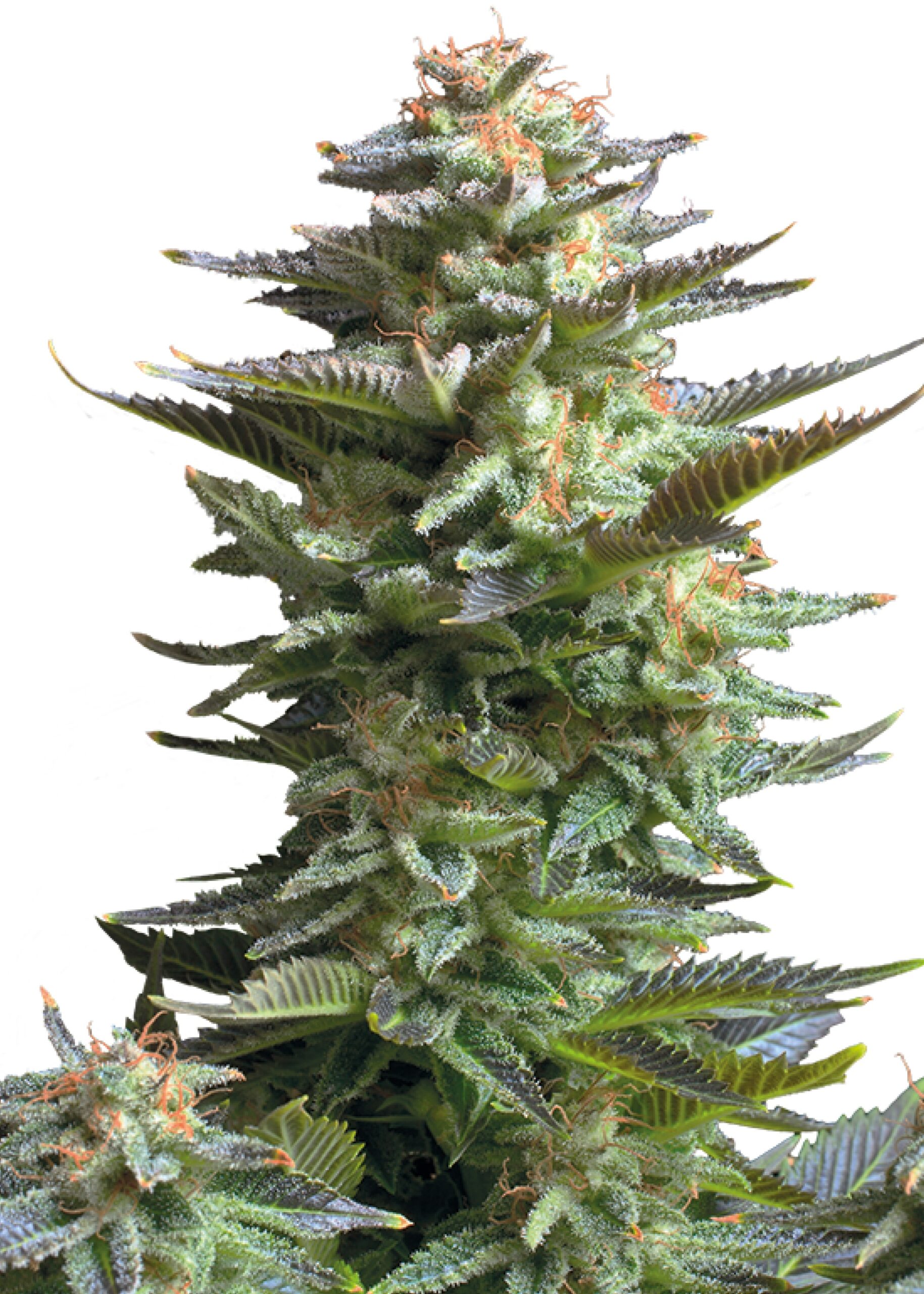 Amnesia Haze von Royal Queen Seeds
