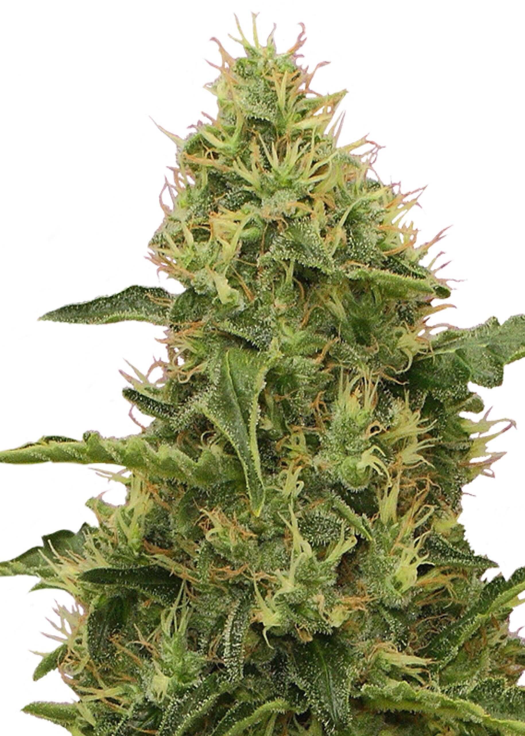 Northern Light von Royal Queen Seeds