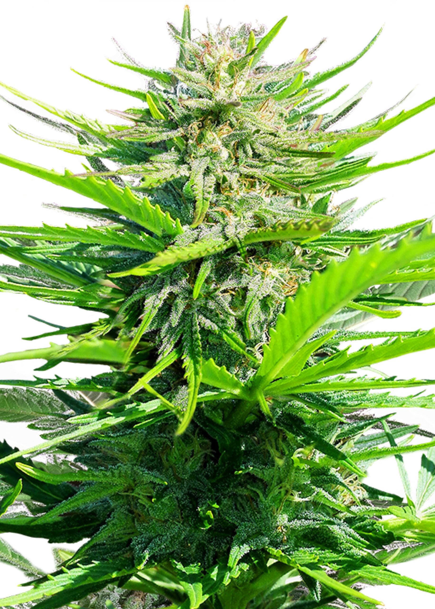 Royal Cheese Fast von Royal Queen Seeds