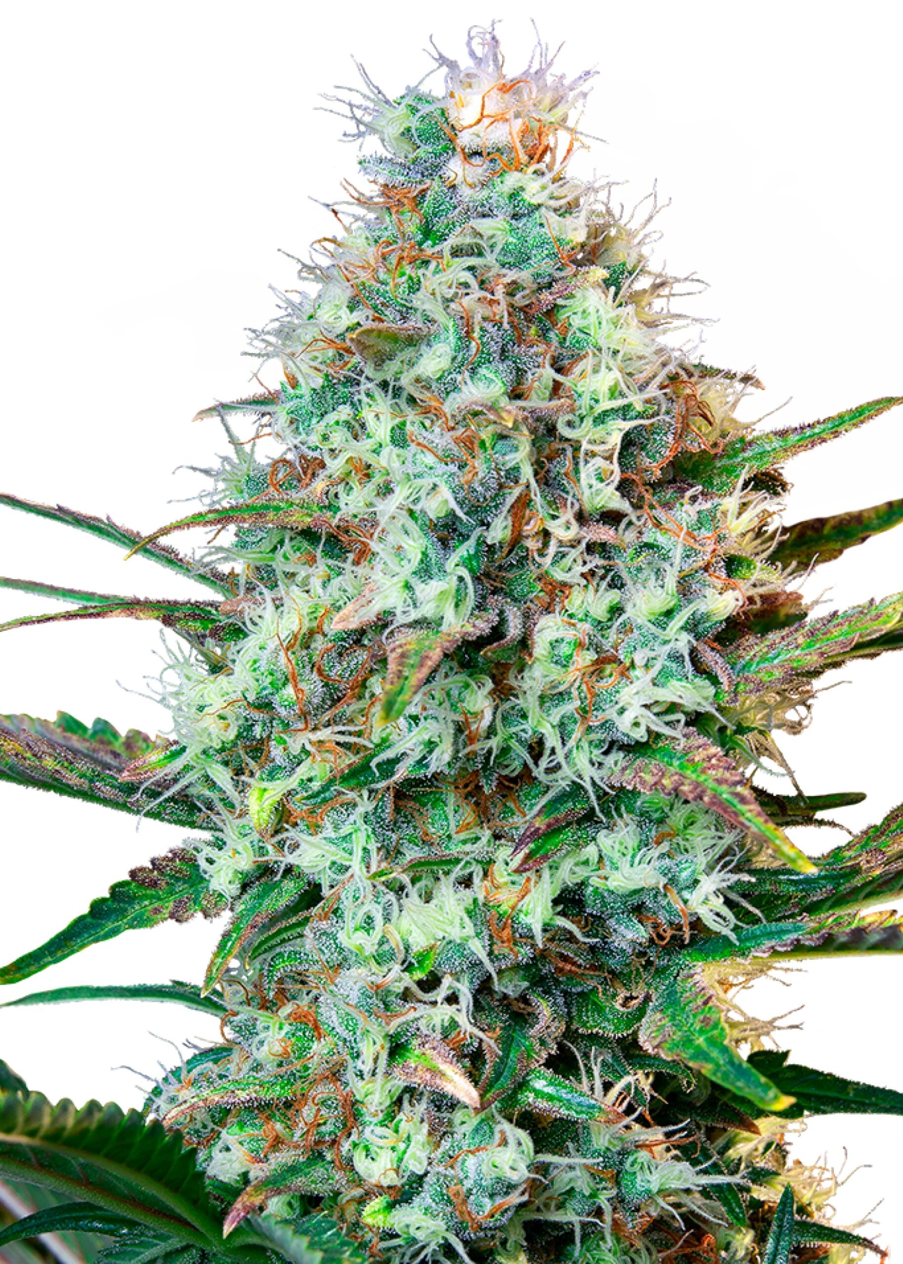 Royal Runtz von Royal Queen Seeds
