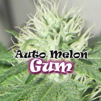 Melon Gum Auto von Dr Underground