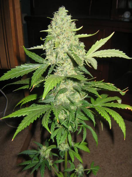 Early Haze von Mr Nice