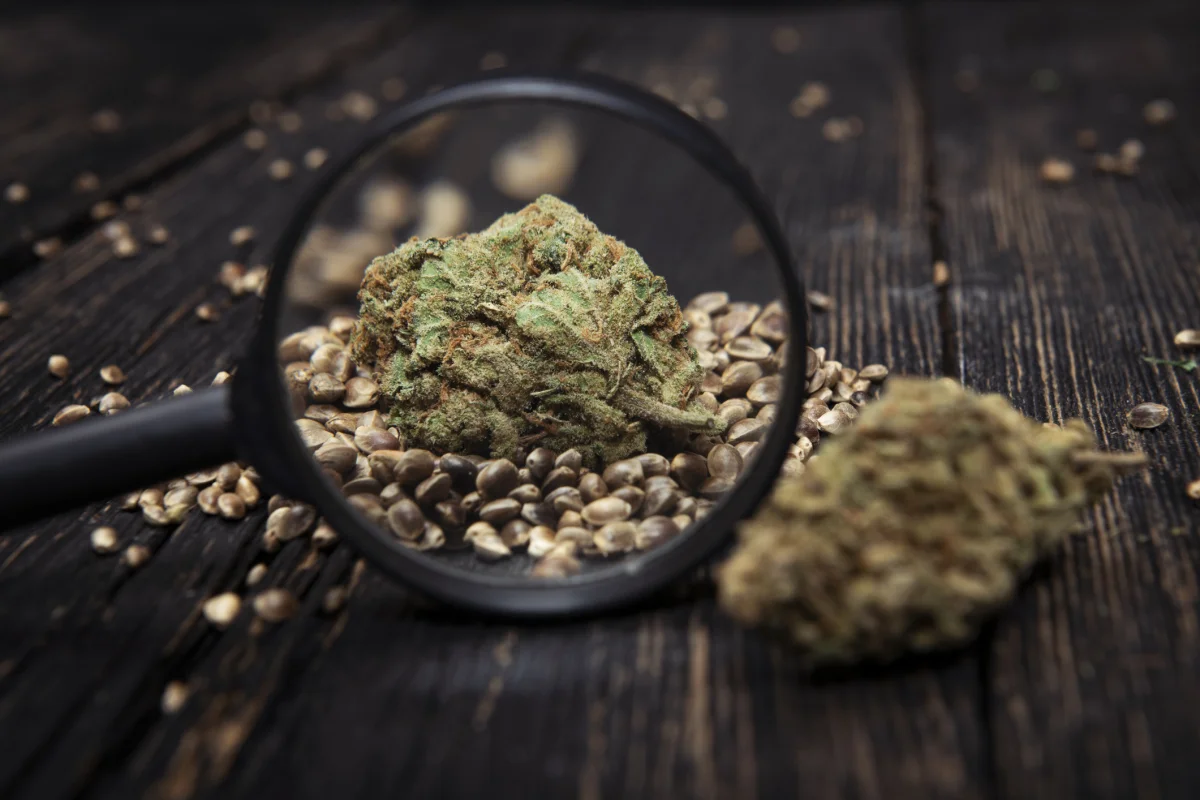 Dancehall 20 x Sherbet von Marj Jane Seeds