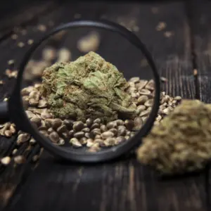 Strawberry OG Sativa von Marj Jane Seeds
