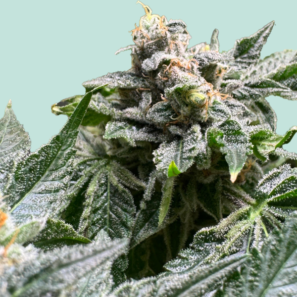 Animal Cookies von Mainhattan Seeds