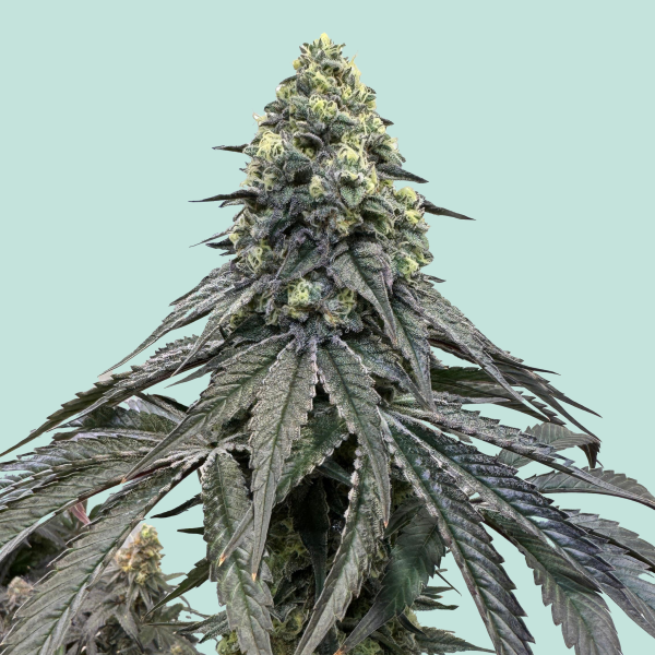 Adlers Finest von Mainhattan Seeds