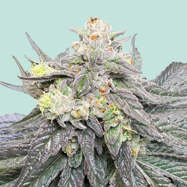 BHNHFSVRTL von Mainhattan Seeds
