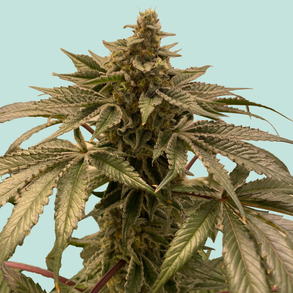 Frankfurter Hase von Mainhattan Seeds