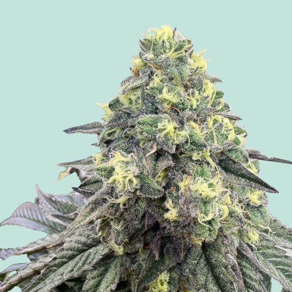 Konsti von Mainhattan Seeds