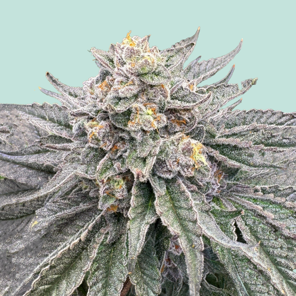 Mainhattan von Mainhattan Seeds