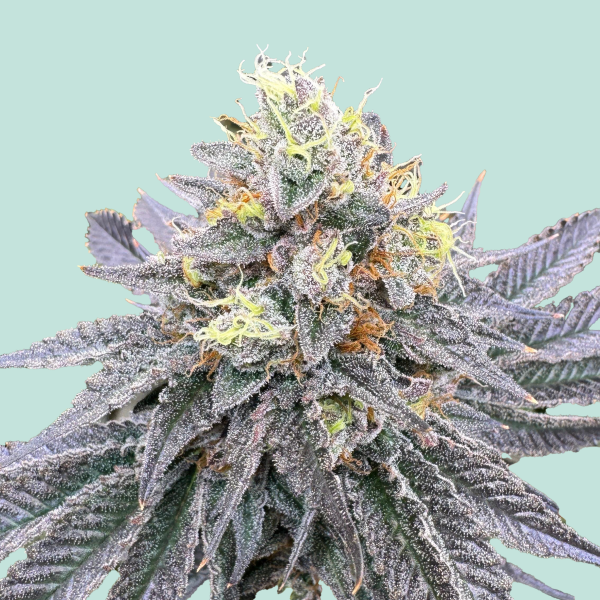 Mainhattan Auto von Mainhattan Seeds
