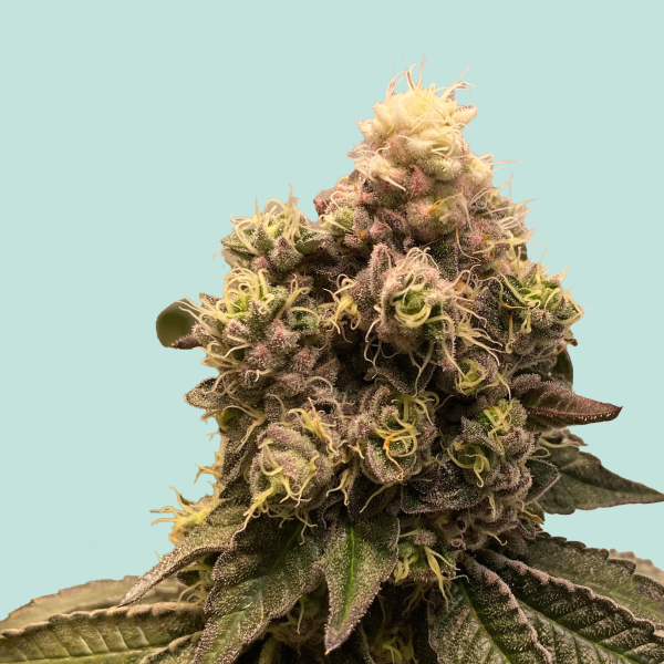 Moby Dick von Mainhattan Seeds