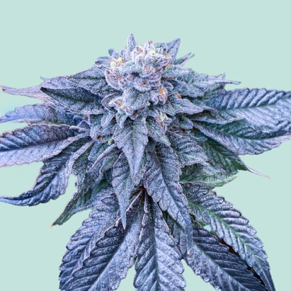 Northern Light Blue von Mainhattan Seeds