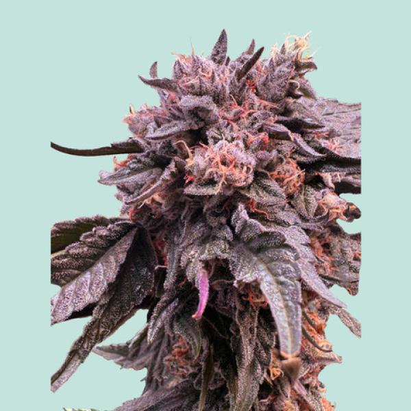 Pink Runtz von Mainhattan Seeds