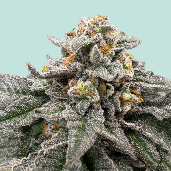 Red Light District von Mainhattan Seeds