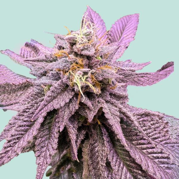 Red Zkittlez von Mainhattan Seeds