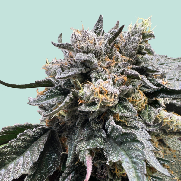 Sun of Frankfurt von Mainhattan Seeds