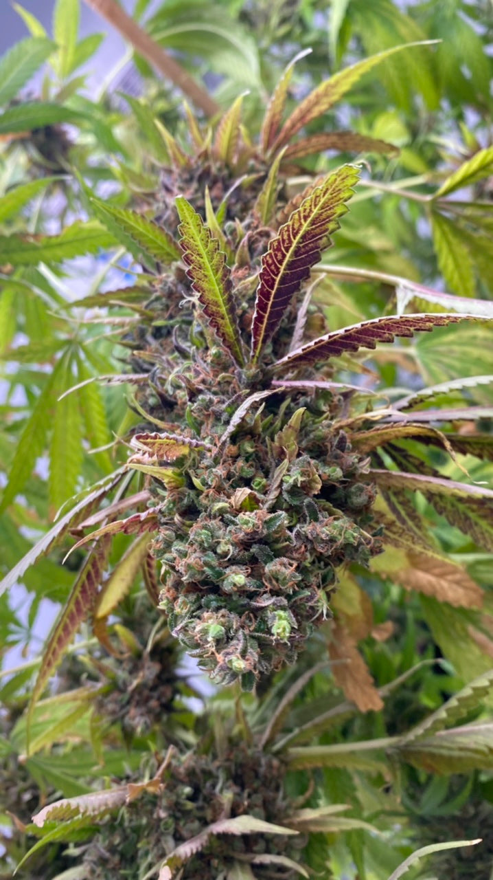 NL5 x Afghan von Mr Nice