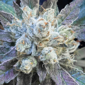 9 Pound Hammer Fast von High Speed Buds