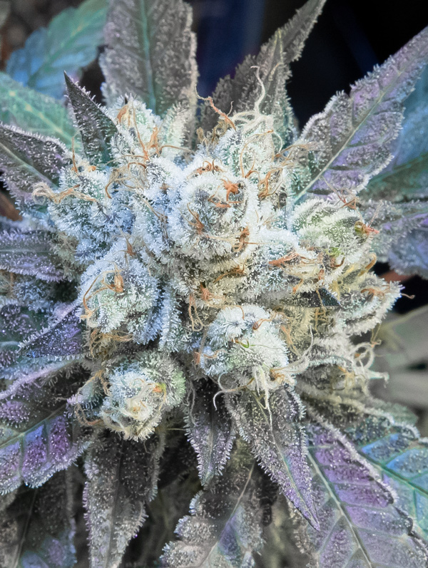 9 Pound Hammer Fast von High Speed Buds