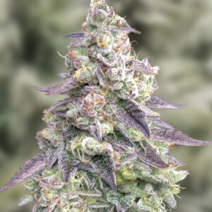9 Pound Hammer Auto von High Speed Buds