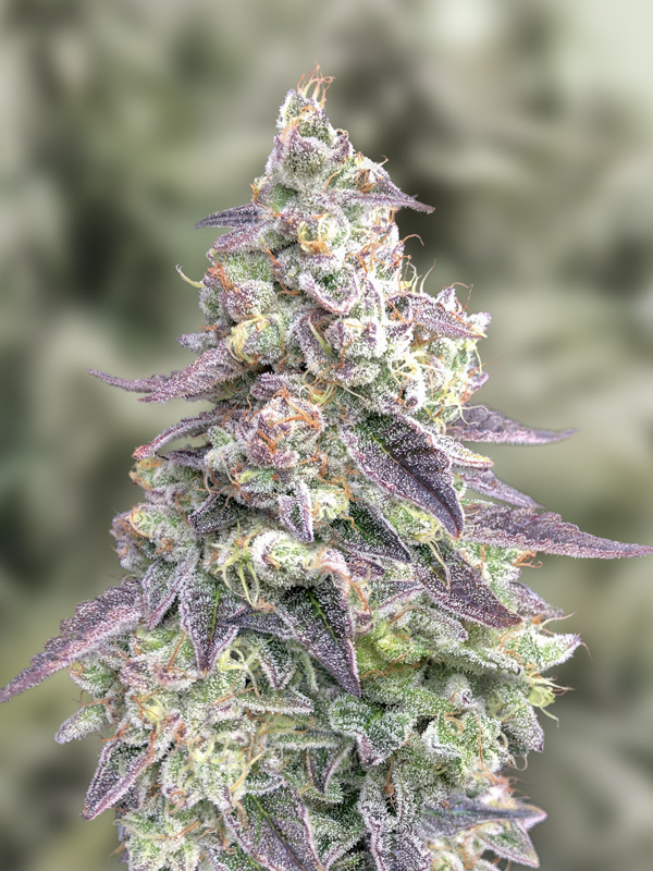 9 Pound Hammer Auto von High Speed Buds