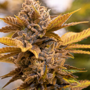 Alien Candy Kush Fast von High Speed Buds