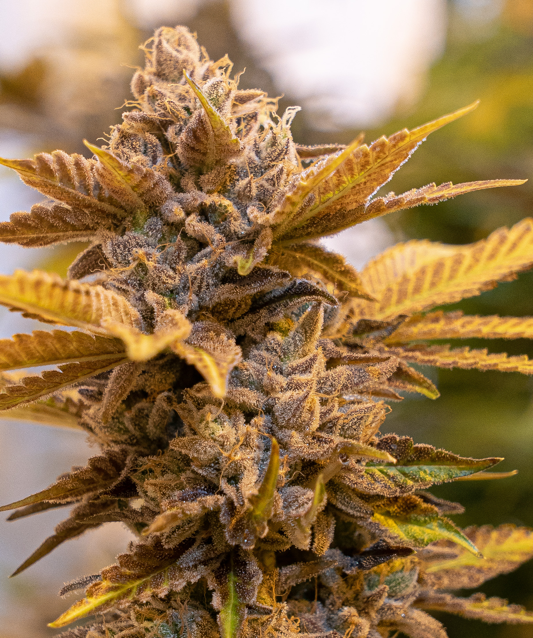 Alien Candy Kush Fast von High Speed Buds