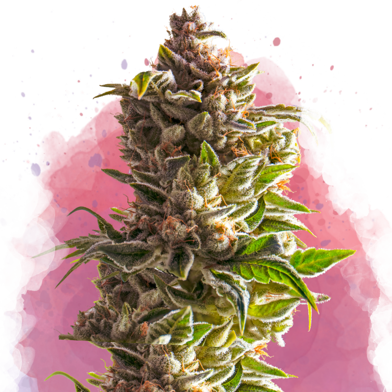 Aurora Indica von Nirvana