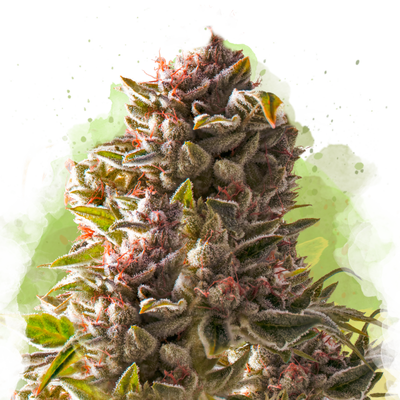 Aurora Indica Auto von Nirvana