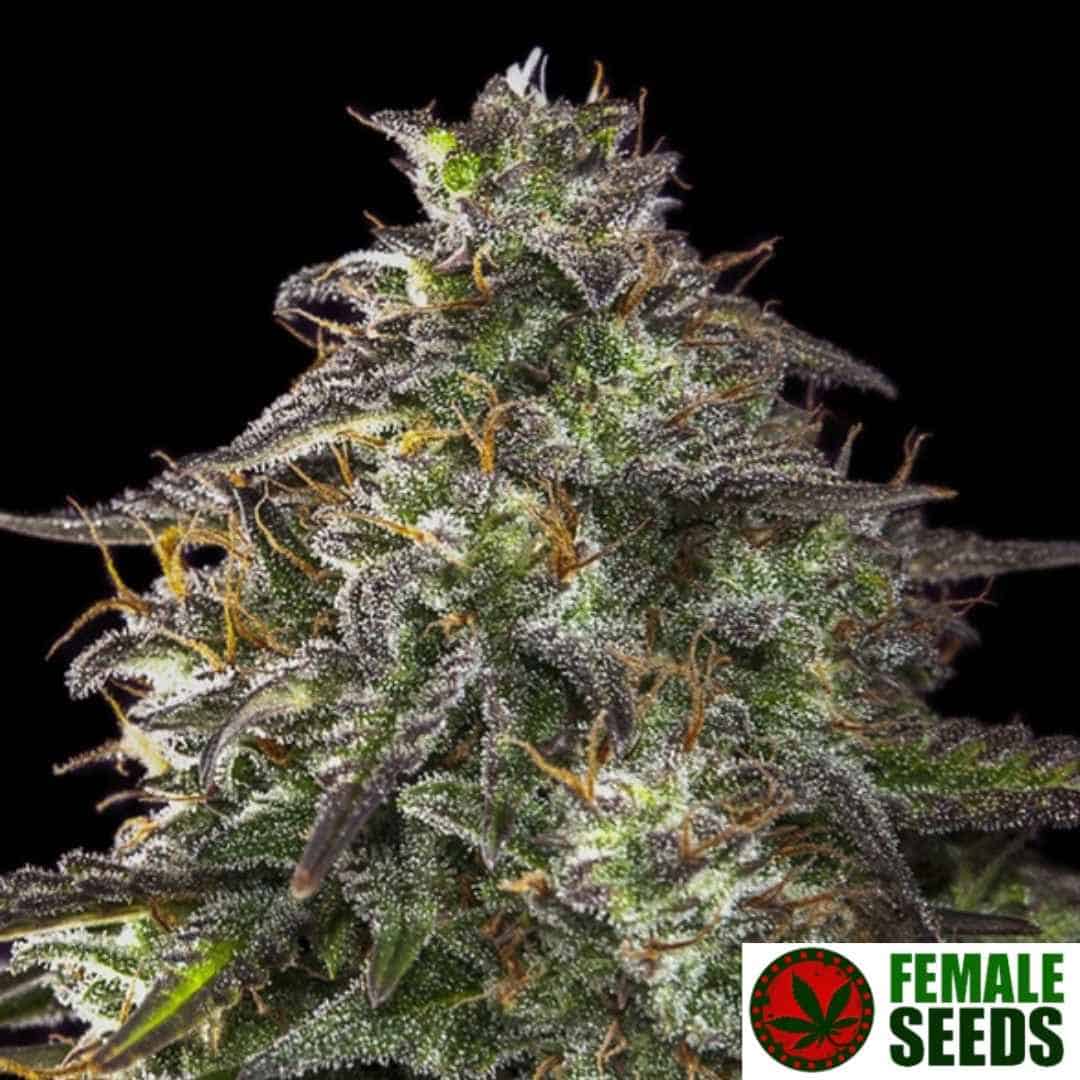 Auto Blueberry Cheesecake von Female Seeds