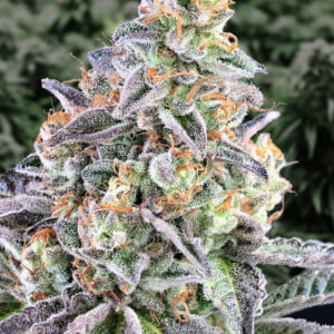 Cherry Pie Auto von High Speed Buds