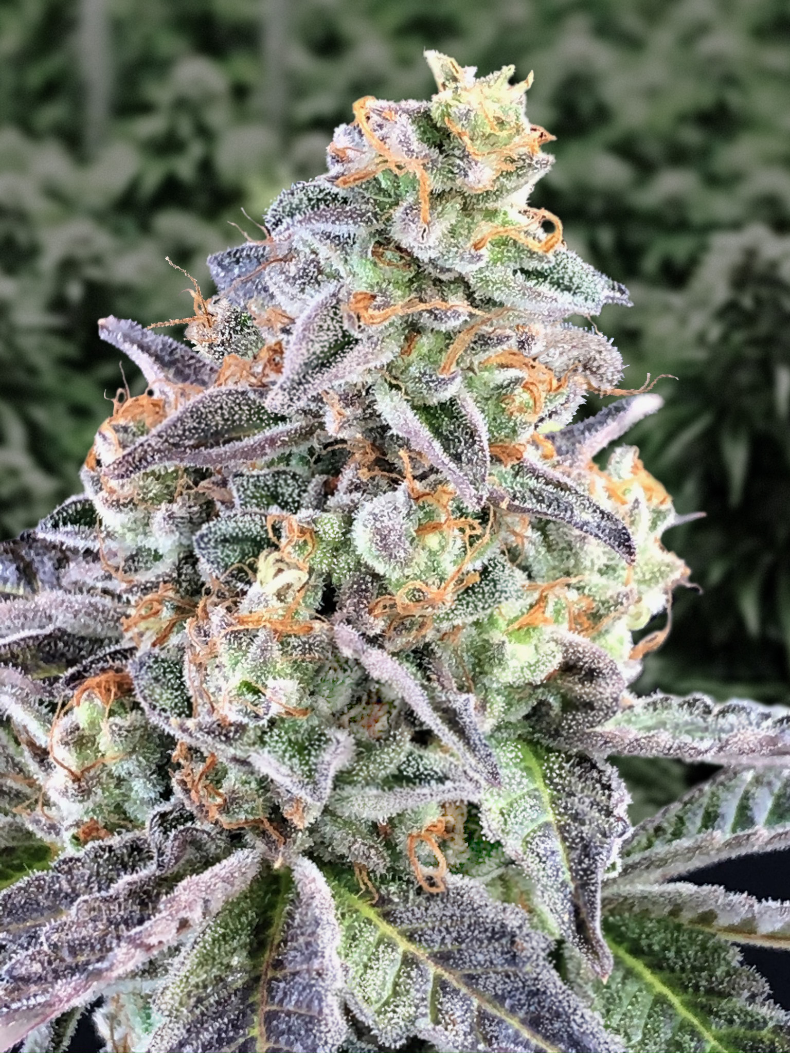 Cherry Pie Auto von High Speed Buds
