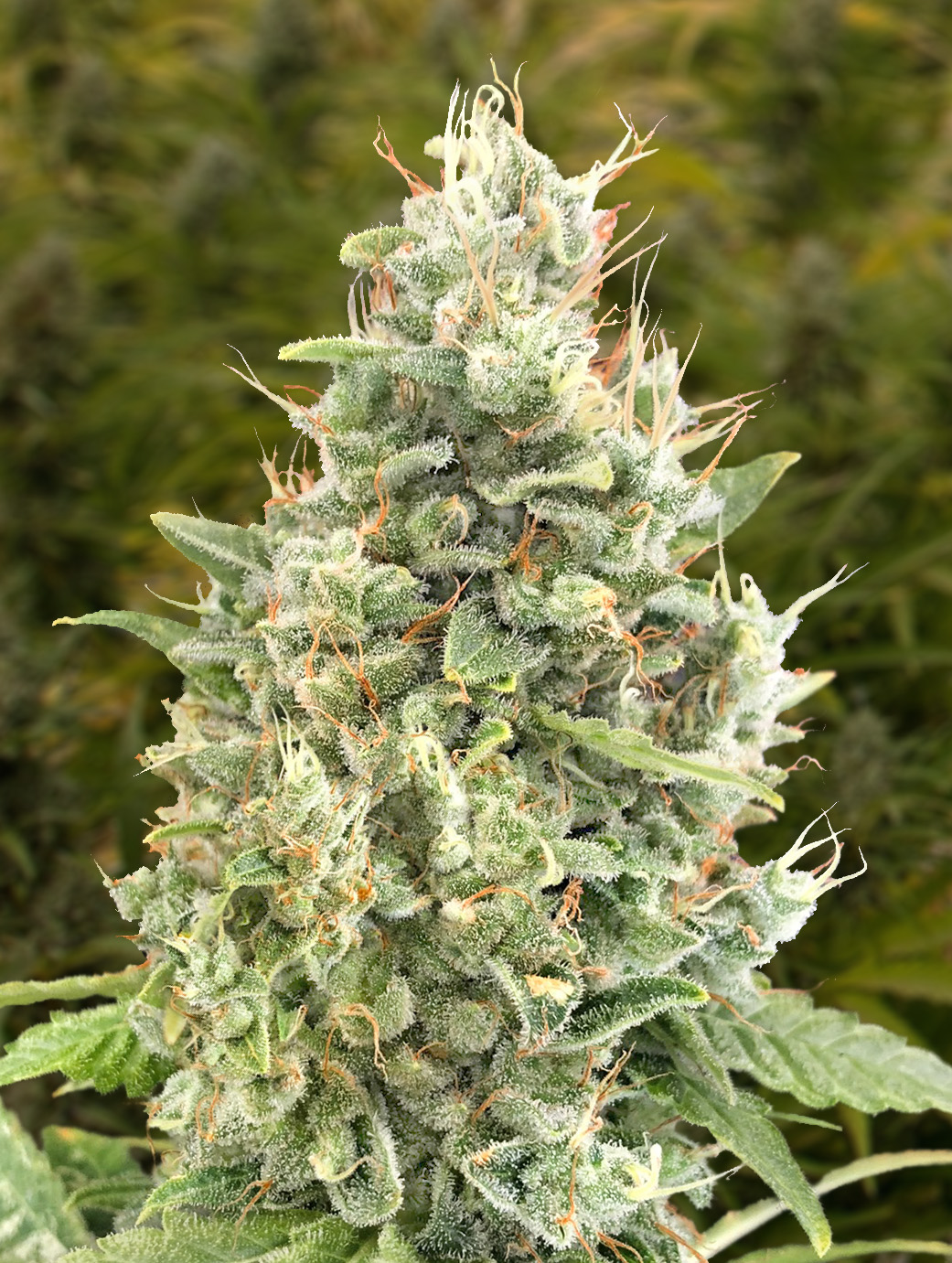 Gorilla Zkittlez Auto von High Speed Buds
