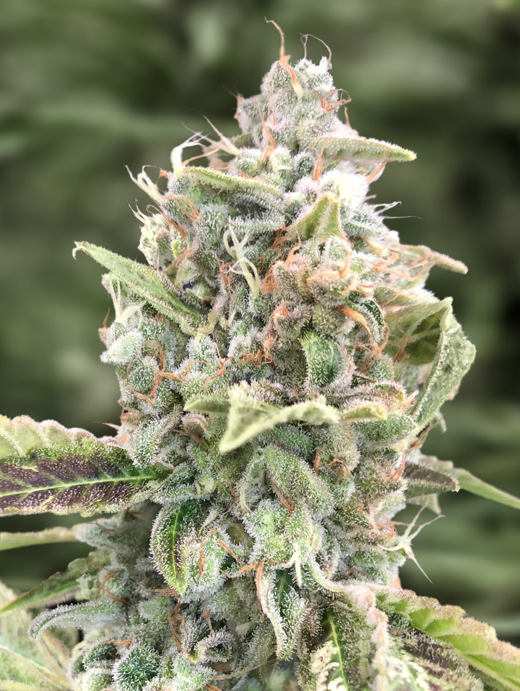 Grateful Dead Auto von High Speed Buds