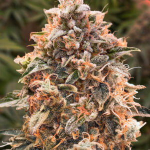 Super Glue #4 Auto von High Speed Buds
