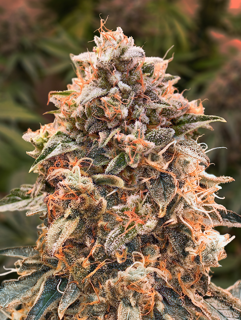 Super Glue #4 Auto von High Speed Buds