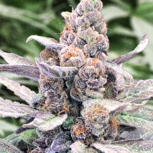 Wedding Crasher Auto von High Speed Buds