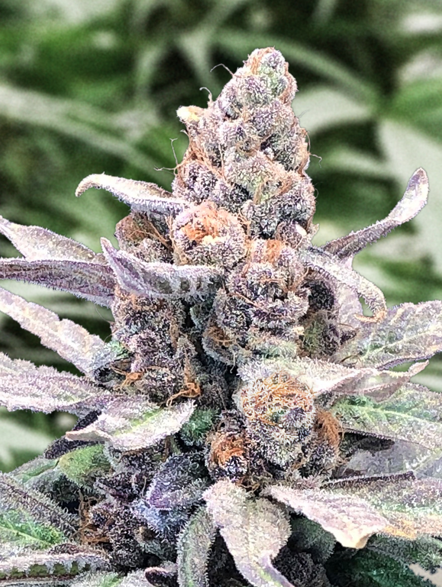 Wedding Crasher Auto von High Speed Buds