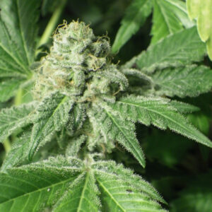 Black Jesus OG von Dr Underground