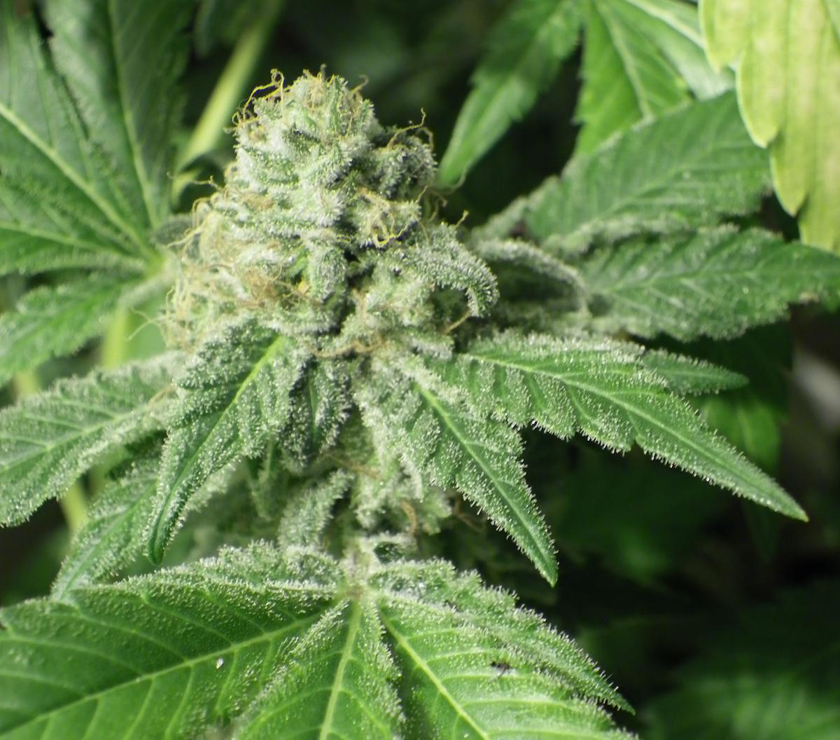 Black Jesus OG von Dr Underground