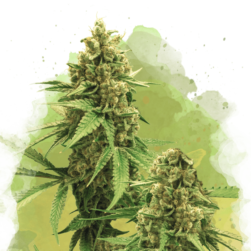 Big Bud Auto von Nirvana