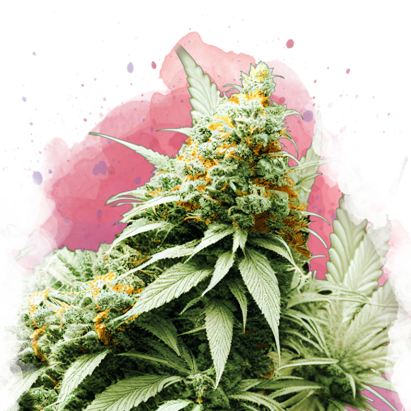 Big Bud von Nirvana