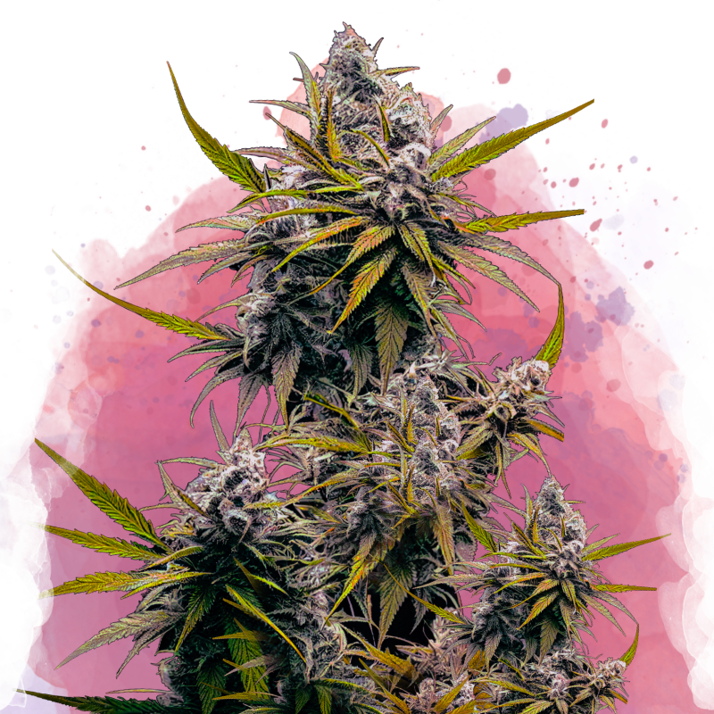 Blackjack von Nirvana