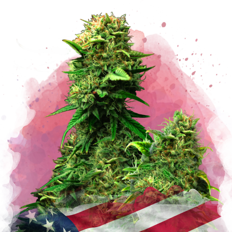 Blue Dream von Nirvana