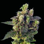 Blue Thunder von Sagarmatha Seeds