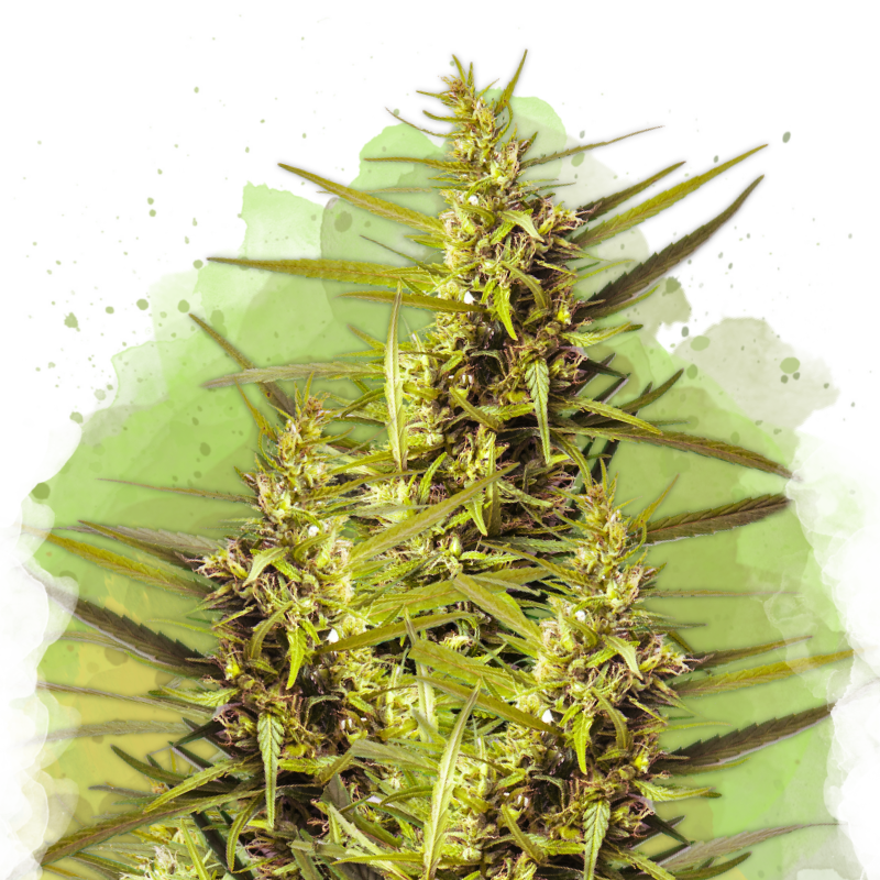 Blueberry Kush Auto von Nirvana