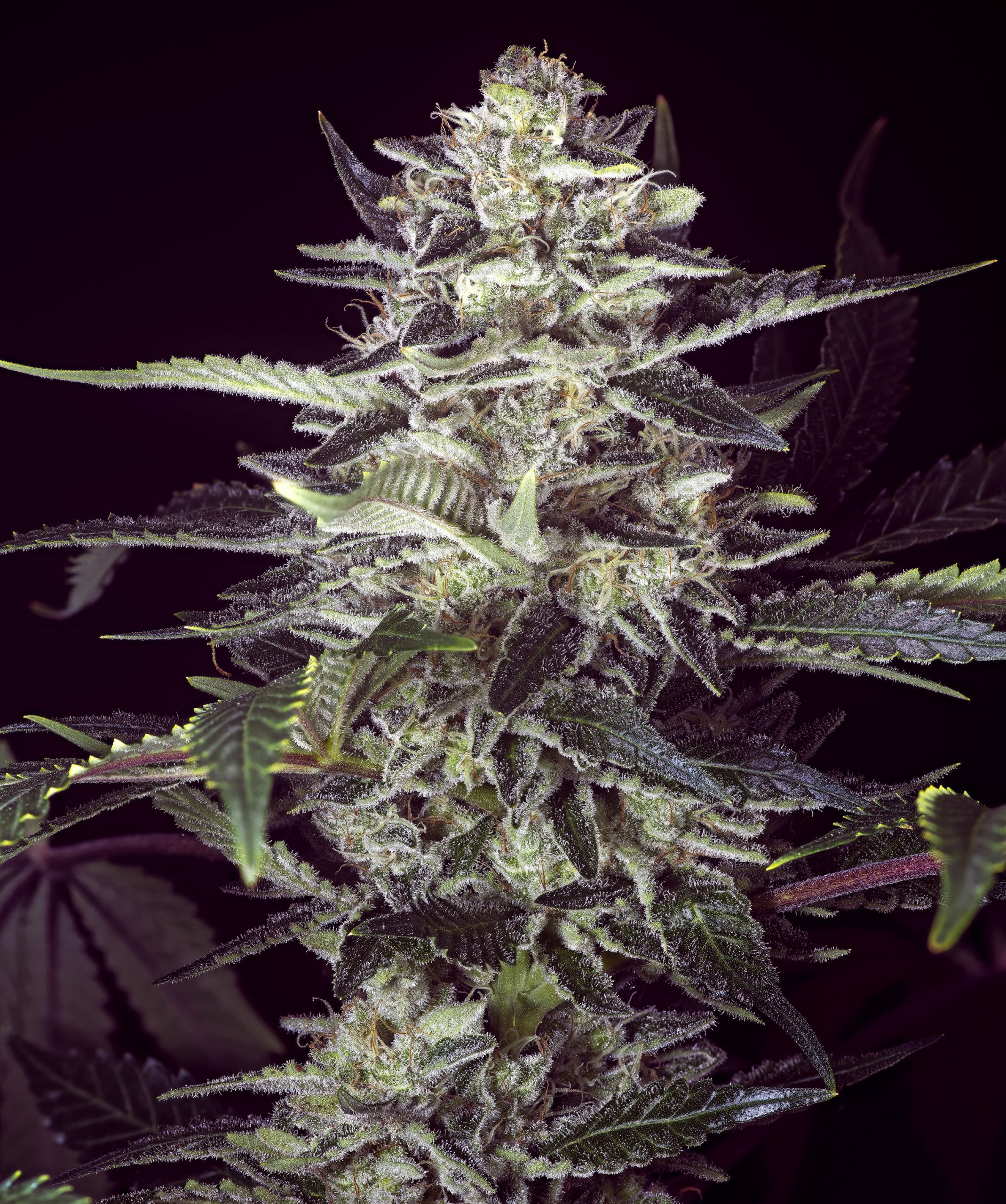Brain Stroke Auto von High Speed Buds