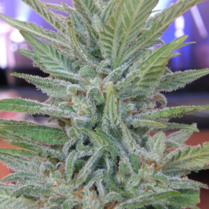 Brooklyn Mango von Dr Underground