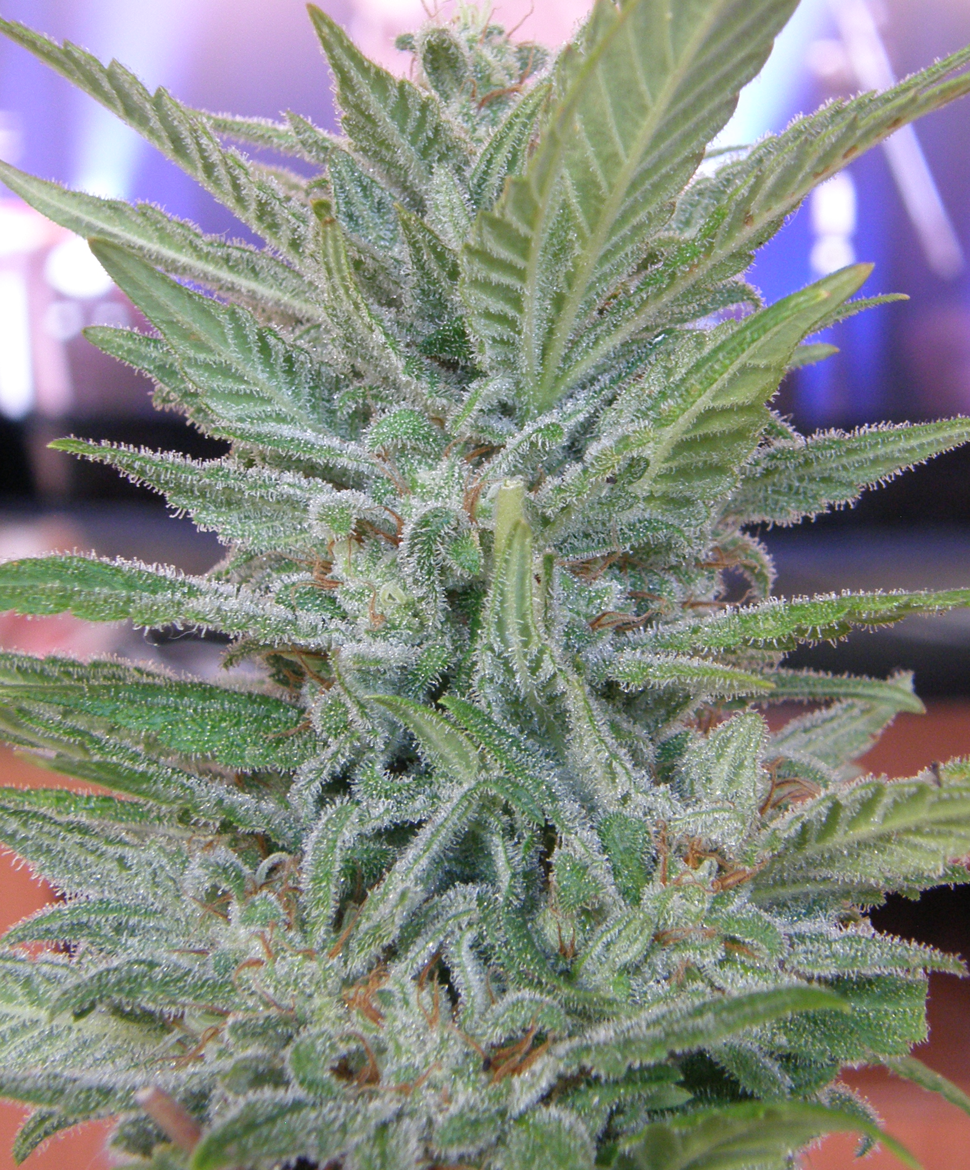 Brooklyn Mango von Dr Underground